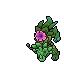 Peony